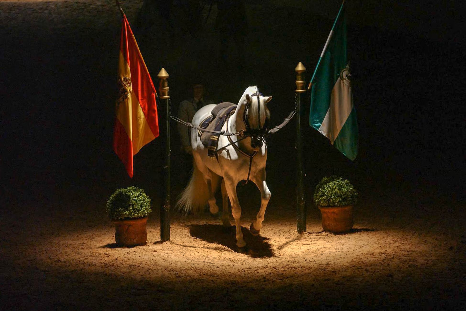 Cómo bailan los caballos andaluces