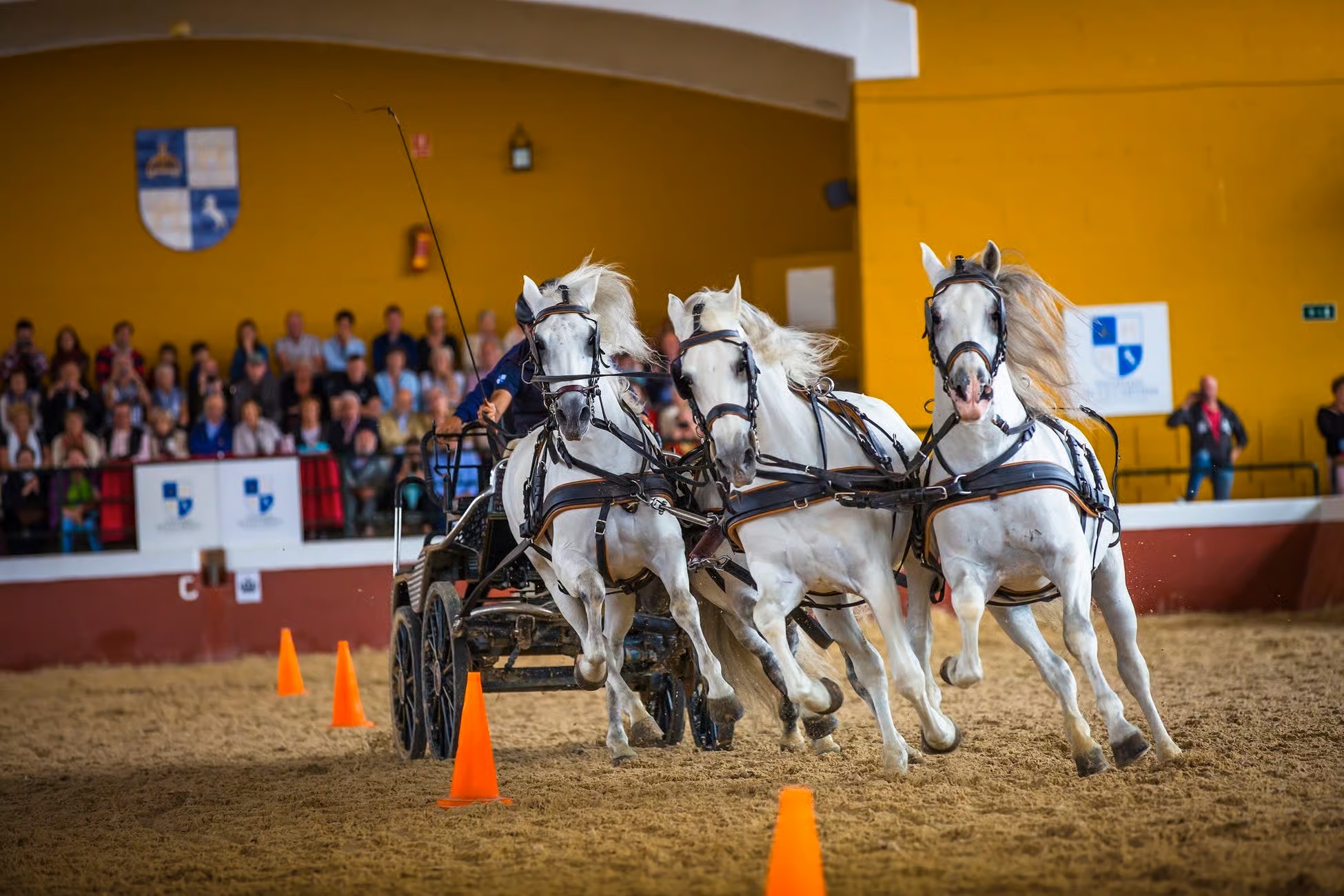 Yeguada Cartuja Hierro del Bocado
