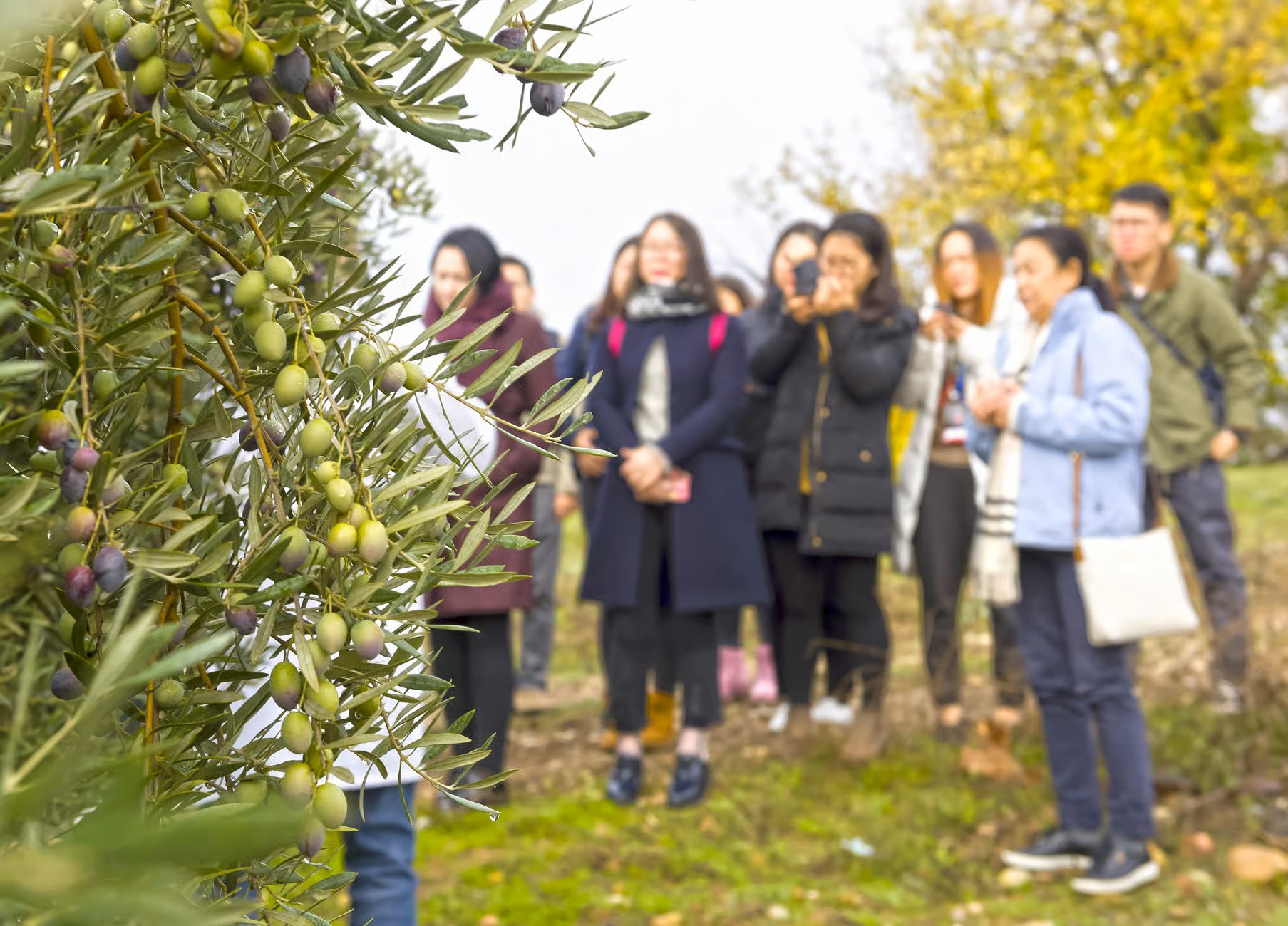 Degustación de aceites de oliva en Jaén 
