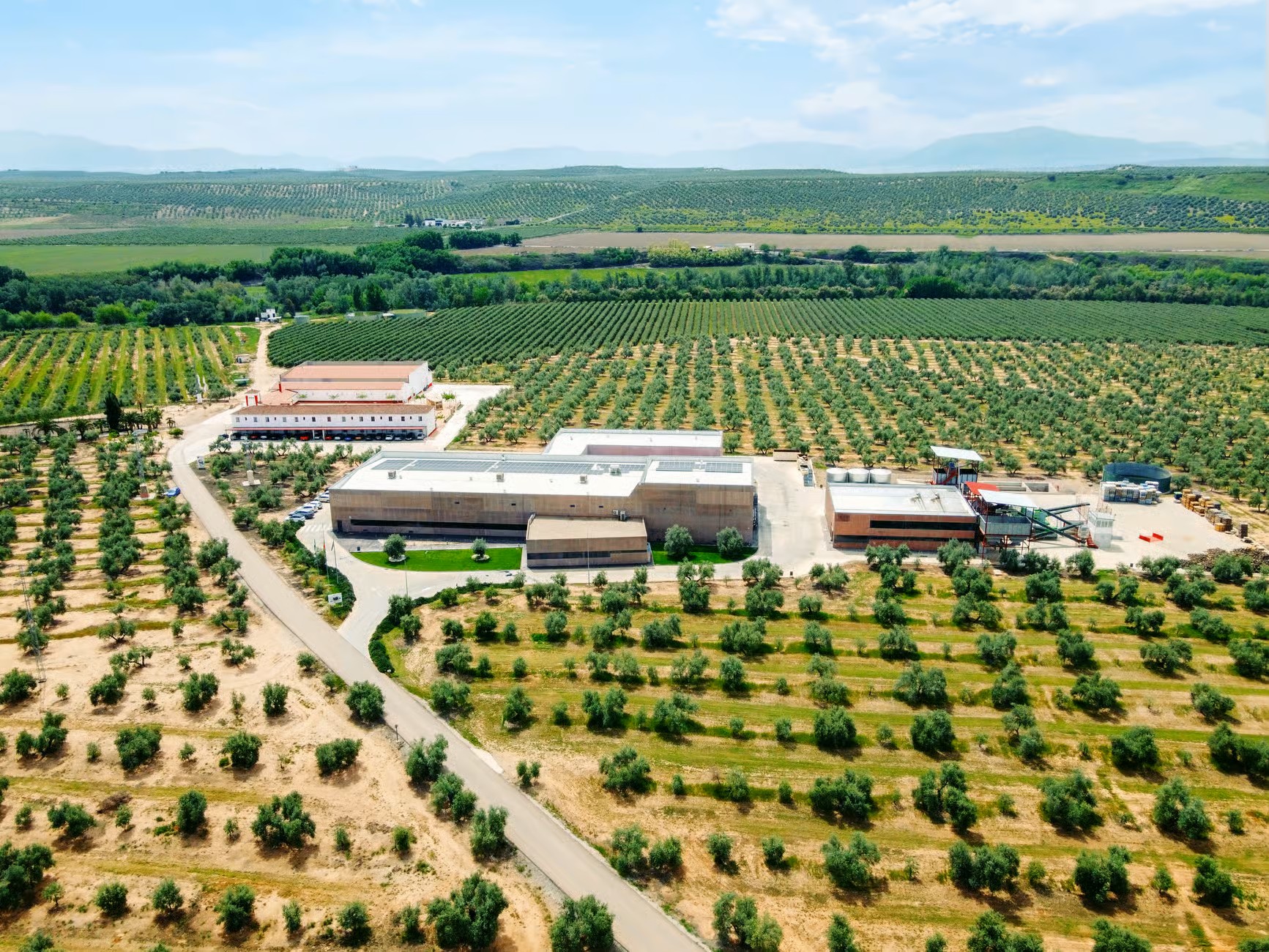 Ruta del aceite de oliva con los 5 sentidos, olivar y cata