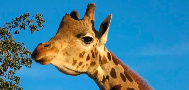 entrada al minihollywood de tabernas y oasys 1 768x368