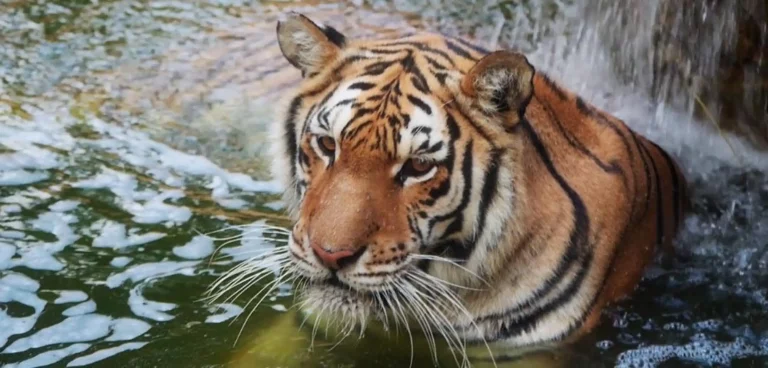 entrada al minihollywood de tabernas y oasys 5 768x368