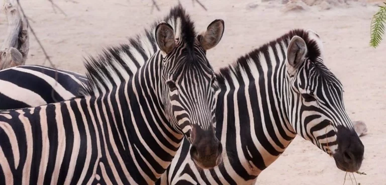 entrada al minihollywood de tabernas y oasys 6 768x368