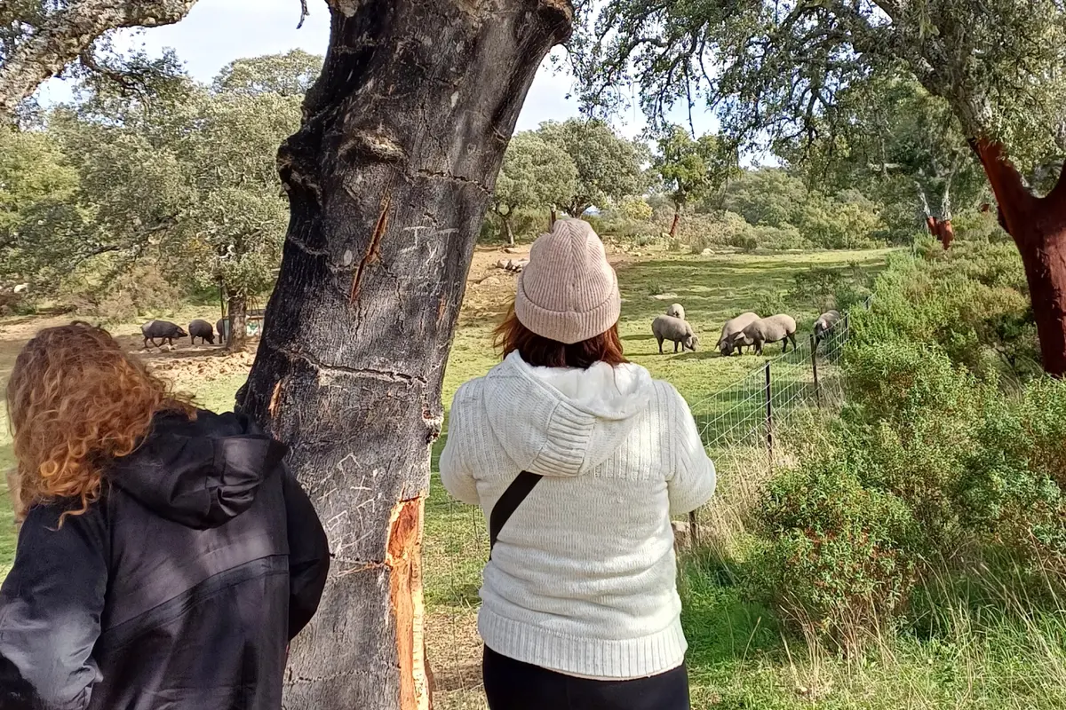 Ruta del Jamón iberico en Aracena
