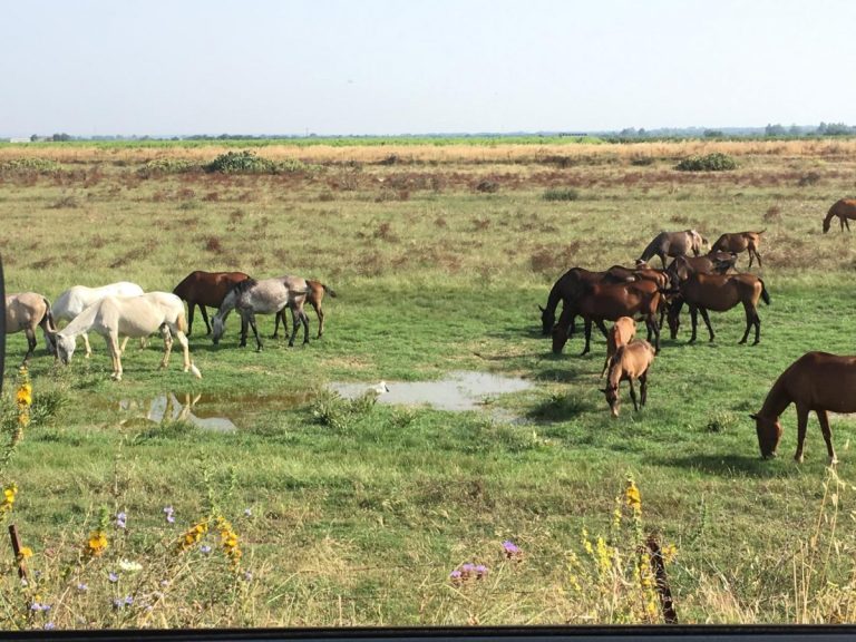 Ruta en 4x4 por el norte de Donana 5 768x576
