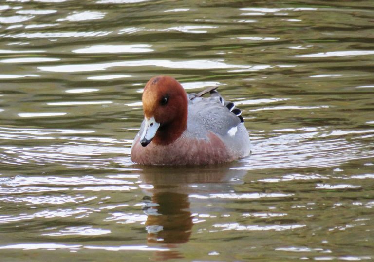 Ruta en 4x4 por el norte de Donana 6 768x538