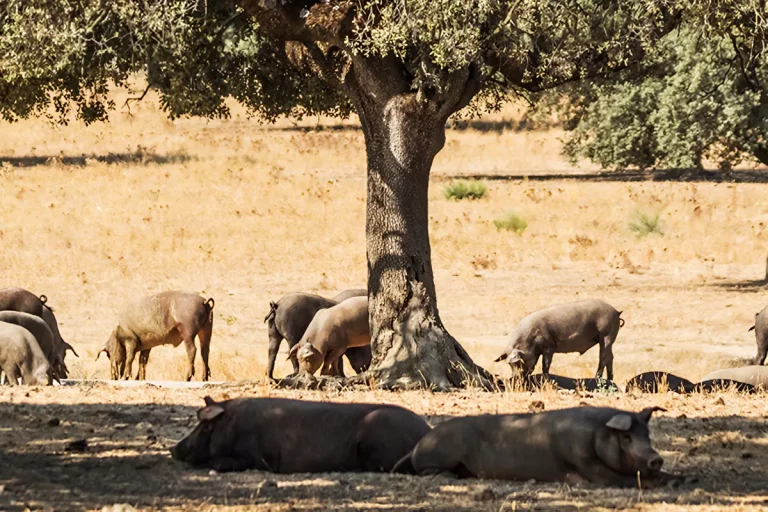 Tour del cerdo iberico en aracena 1 1 768x512