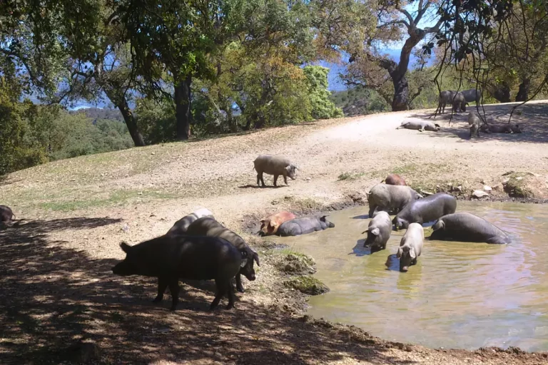 Tour del cerdo iberico en aracena 2 768x512