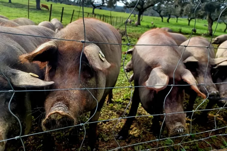Tour del cerdo iberico en aracena 3 768x512