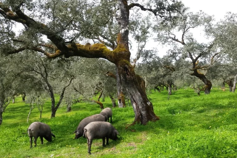 cerdos ibericos comiendo bellotas en dehesa tour cerdo iberico aracena sierra huelva naturanda 1 1 768x512