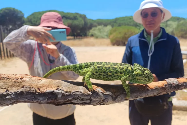 fotografiando camaleon en parque nacional de donanavisita guiada donana naturanda 1 768x512