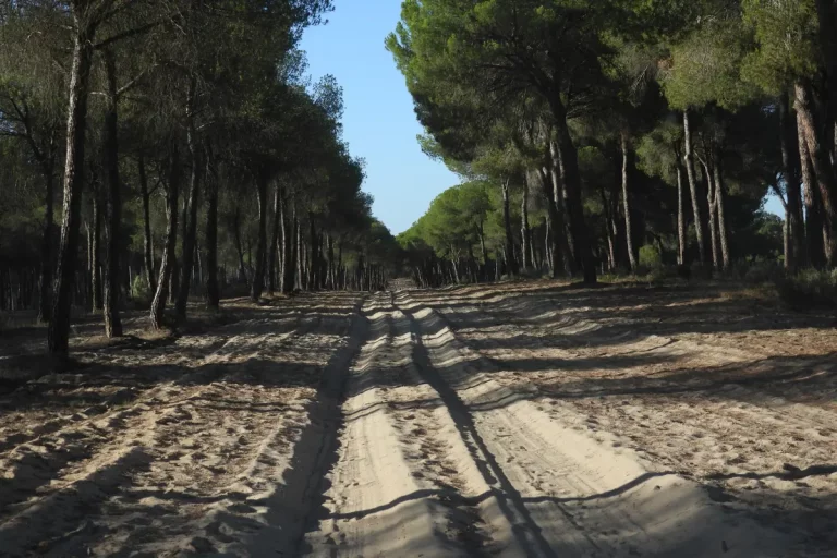 marcas coche trayecto por el parque nacional visita guiada donana naturanda 1 1 768x512