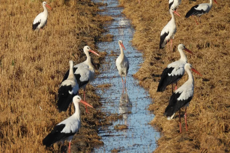 tour en 4x4 por donana sur con guia especializado 1 1 768x512