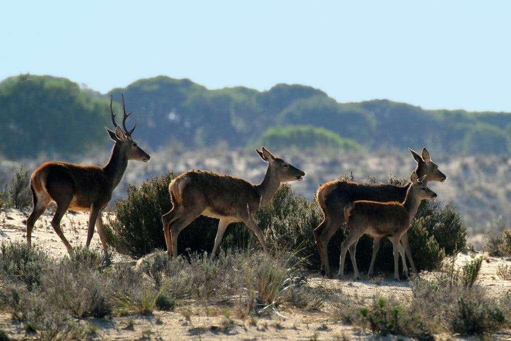 Tour en 4x4 por Doñana Sur