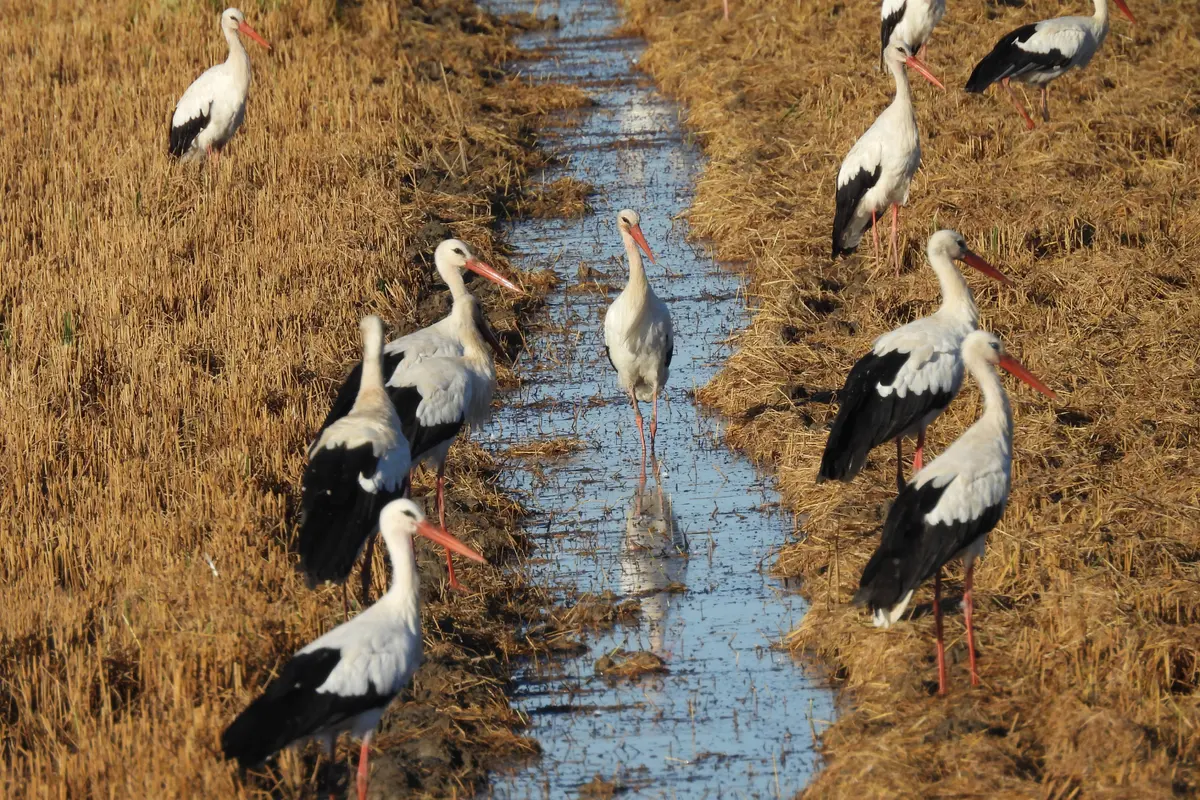 Tour en 4x4 por Doñana Sur