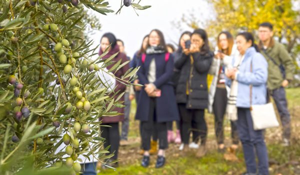Turismo en Jaén degustación de aceites